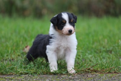 Les chiots de Berger Australien
