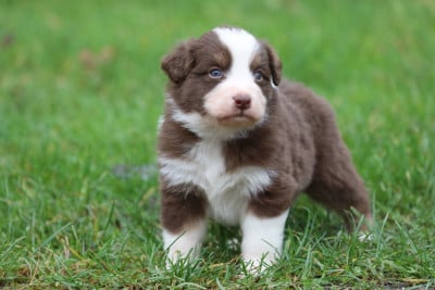 Les chiots de Berger Australien
