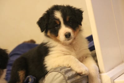 Les chiots de Berger Australien