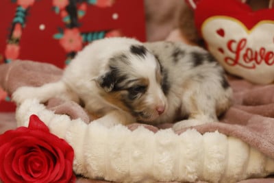 Les chiots de Berger Australien