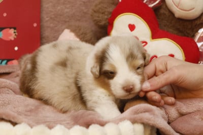 Les chiots de Berger Australien