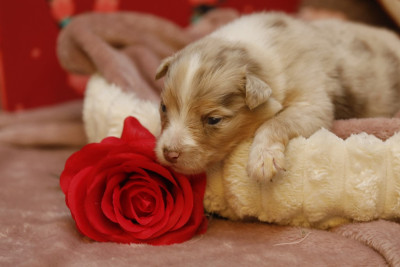 Les chiots de Berger Australien