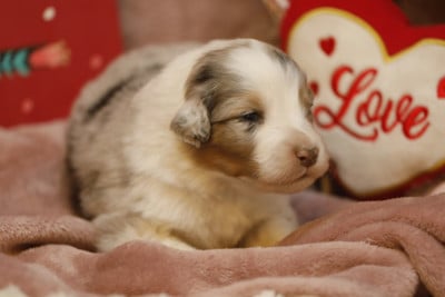Les chiots de Berger Australien