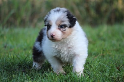 Les chiots de Berger Australien