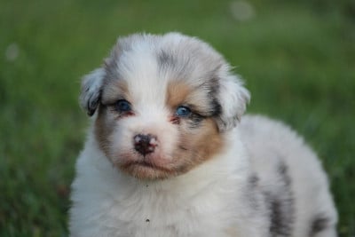 Les chiots de Berger Australien