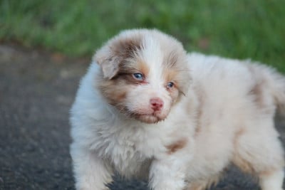 Les chiots de Berger Australien