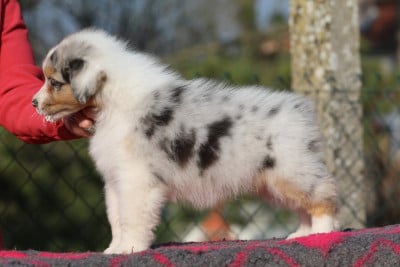 Les chiots de Berger Australien