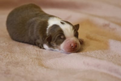 Les chiots de Berger Australien