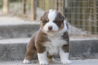 Les chiots de Berger Australien