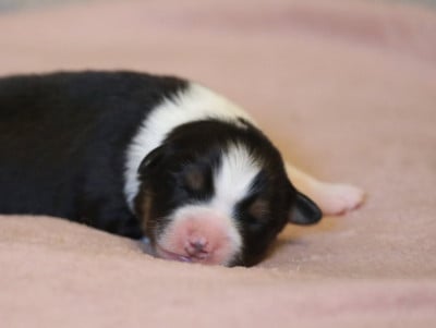 Les chiots de Berger Australien