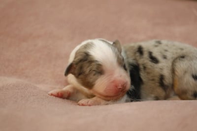 Les chiots de Berger Australien