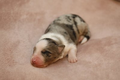 Les chiots de Berger Australien