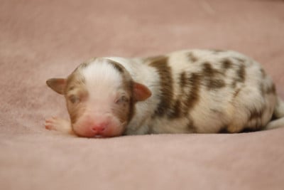 Les chiots de Berger Australien