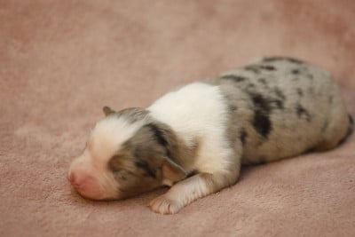 Les chiots de Berger Australien