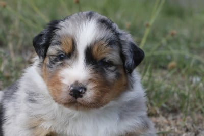 Les chiots de Berger Australien