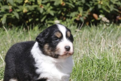 Les chiots de Berger Australien