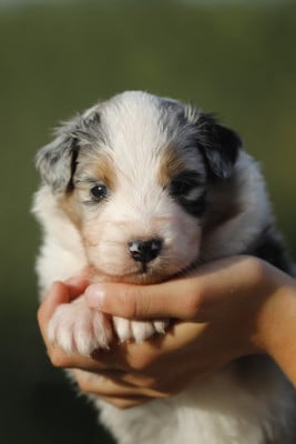 Les chiots de Berger Australien