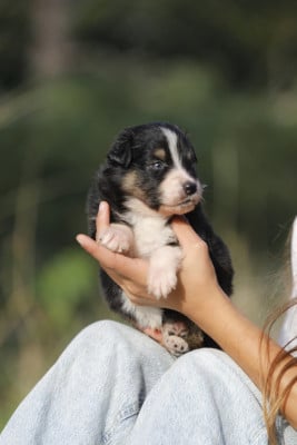 Les chiots de Berger Australien