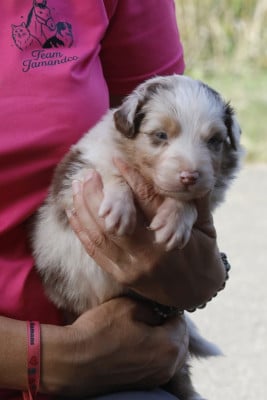 Les chiots de Berger Australien