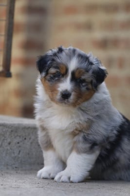 Les chiots de Berger Australien