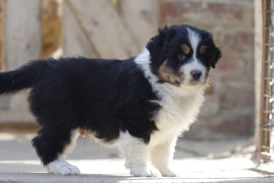Les chiots de Berger Australien