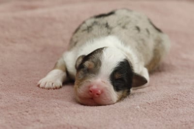 Les chiots de Berger Australien