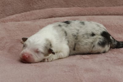 Les chiots de Berger Australien