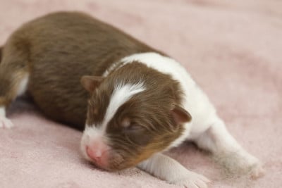 Les chiots de Berger Australien