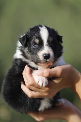 Les chiots de Berger Australien