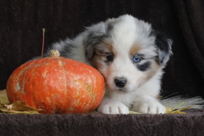 Les chiots de Berger Australien