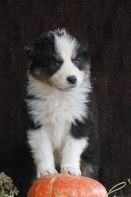 Les chiots de Berger Australien