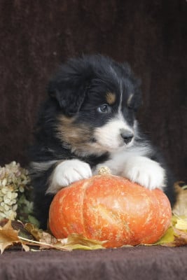 Les chiots de Berger Australien