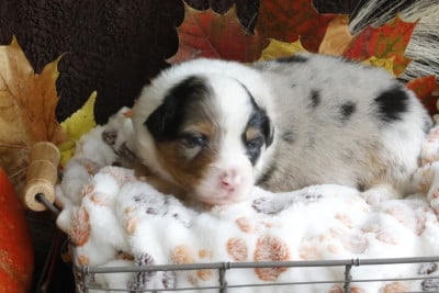 Les chiots de Berger Australien