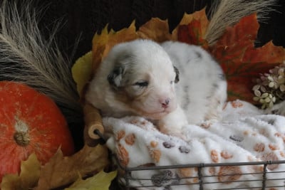 Les chiots de Berger Australien