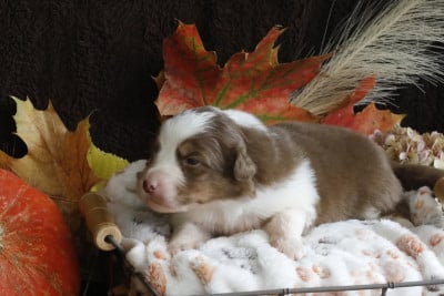 Les chiots de Berger Australien