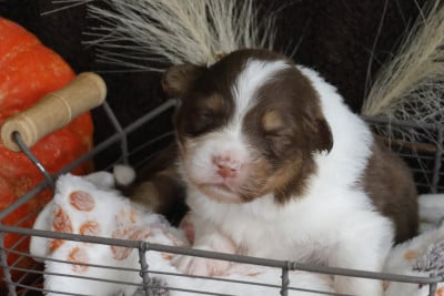 Les chiots de Berger Australien
