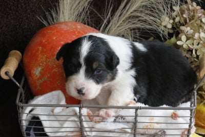 Les chiots de Berger Australien