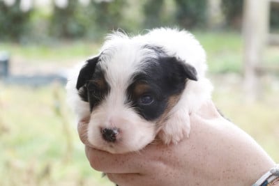 Les chiots de Berger Australien