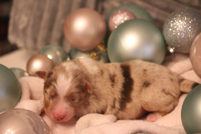 Les chiots de Berger Australien