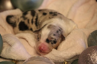Les chiots de Berger Australien