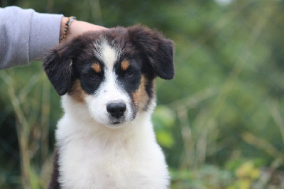Les chiots de Berger Australien