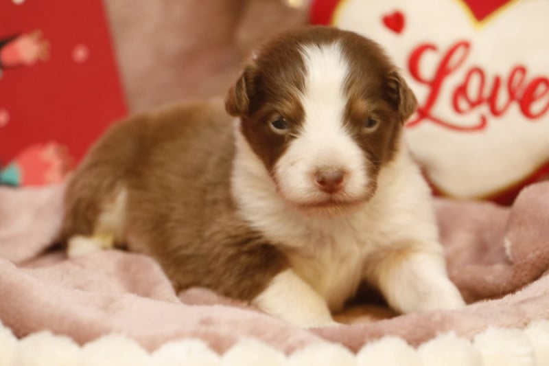 Berger Australien - Of Jamandco