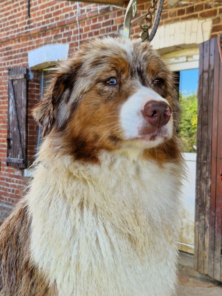 CH. Special delivery at jamandco De La Tour Brune - 2eme excellent classe intermédiaire