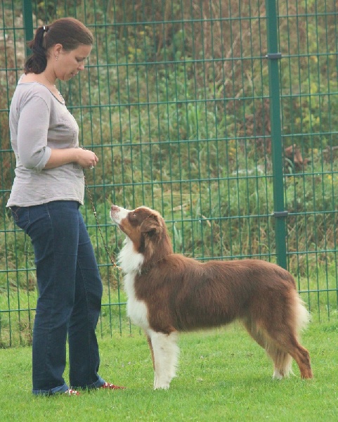 CH. Incredible texas country Of Jamandco - excellent non classé