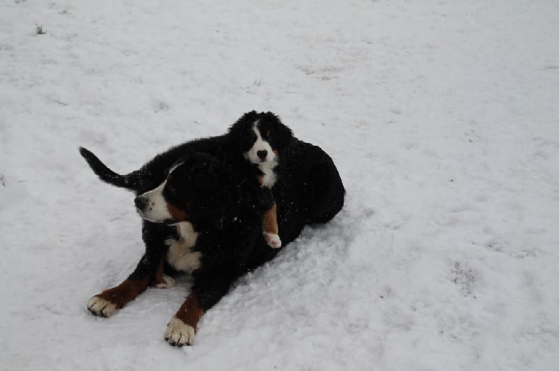 Publication : du Clos de Favras Auteur : Isabelle MILHEM