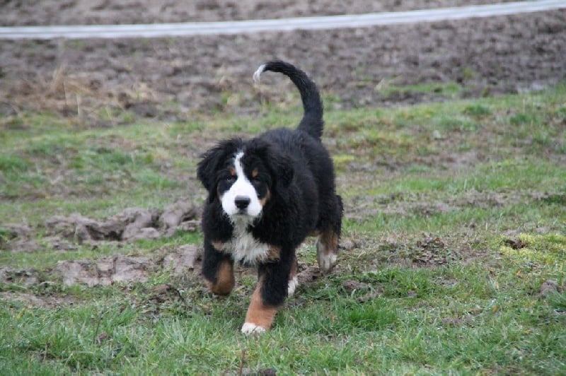 Publication : du Clos de Favras Auteur : Isabelle MILHEM