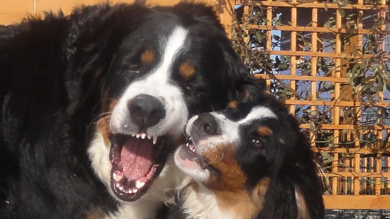 Publication : du Clos de Favras