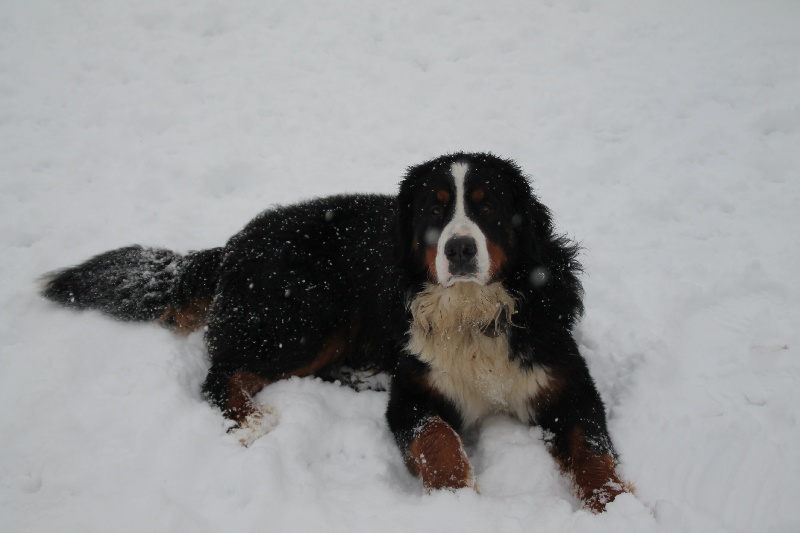 Publication : du Clos de Favras