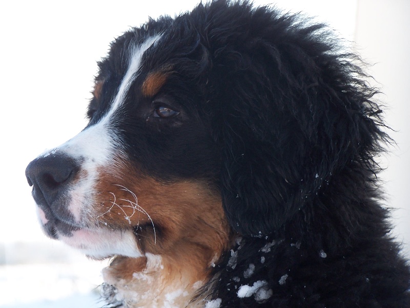 Publication : du Clos de Favras