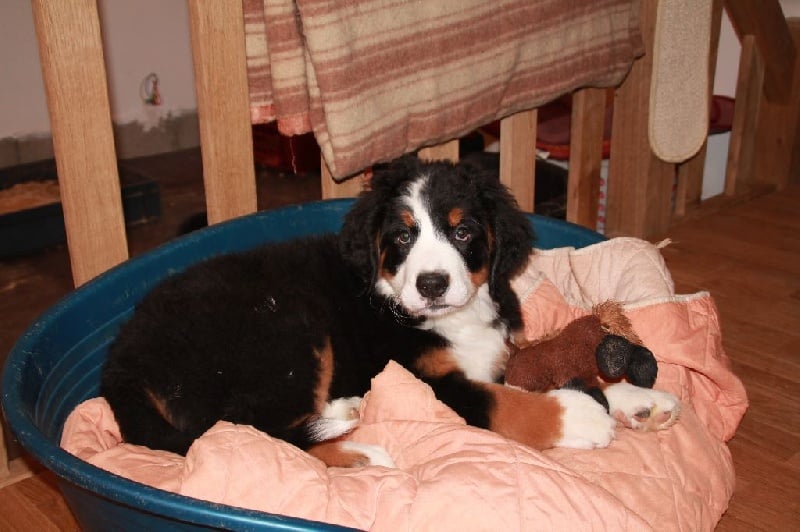 Publication : du Clos de Favras Auteur : Isabelle MILHEM